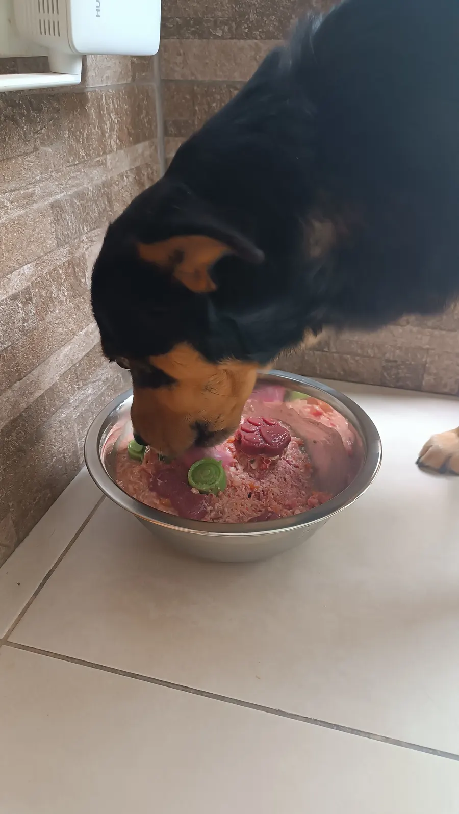 Pelo opaco en tu perro: la causa puede estar en el plato — comida natural BARF en Quito