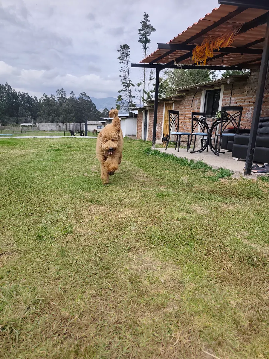 Comida natural BARF para Labrador en Quito