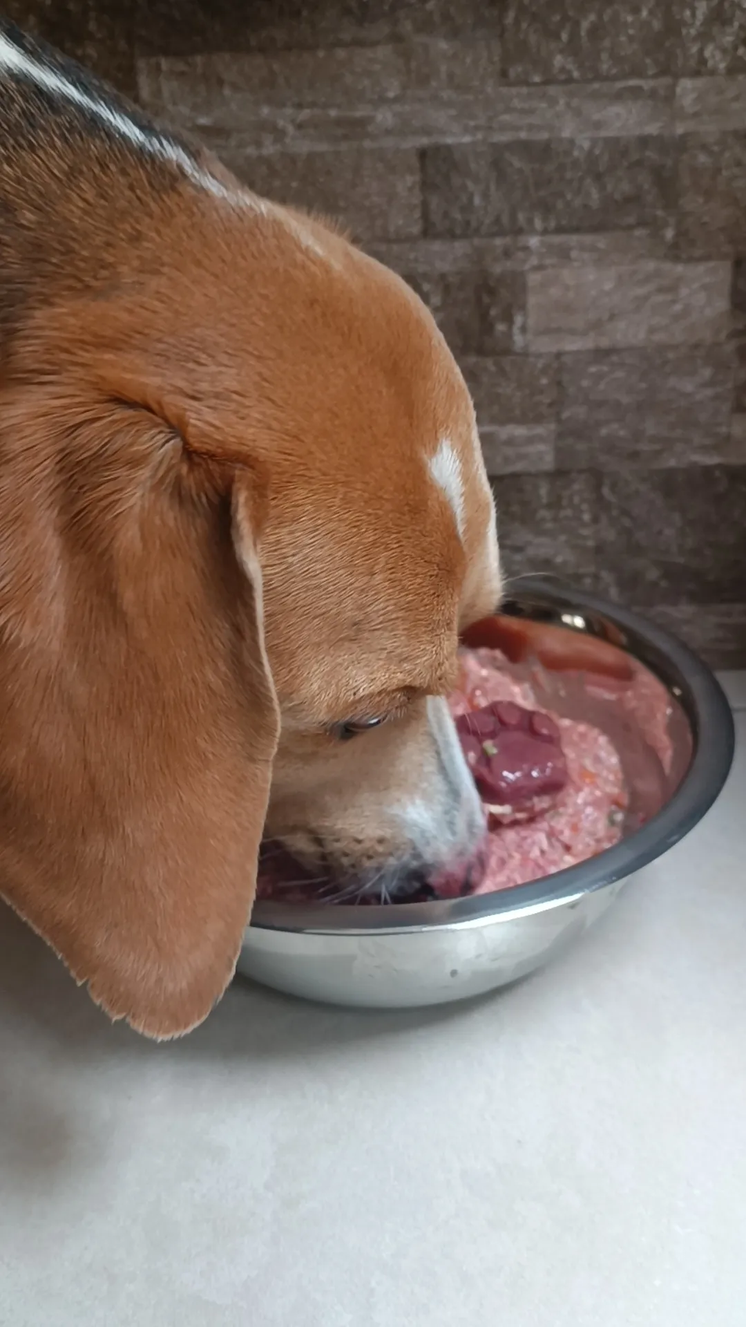 ¿Dónde comprar BARF congelado en Quito y guardarlo bien?