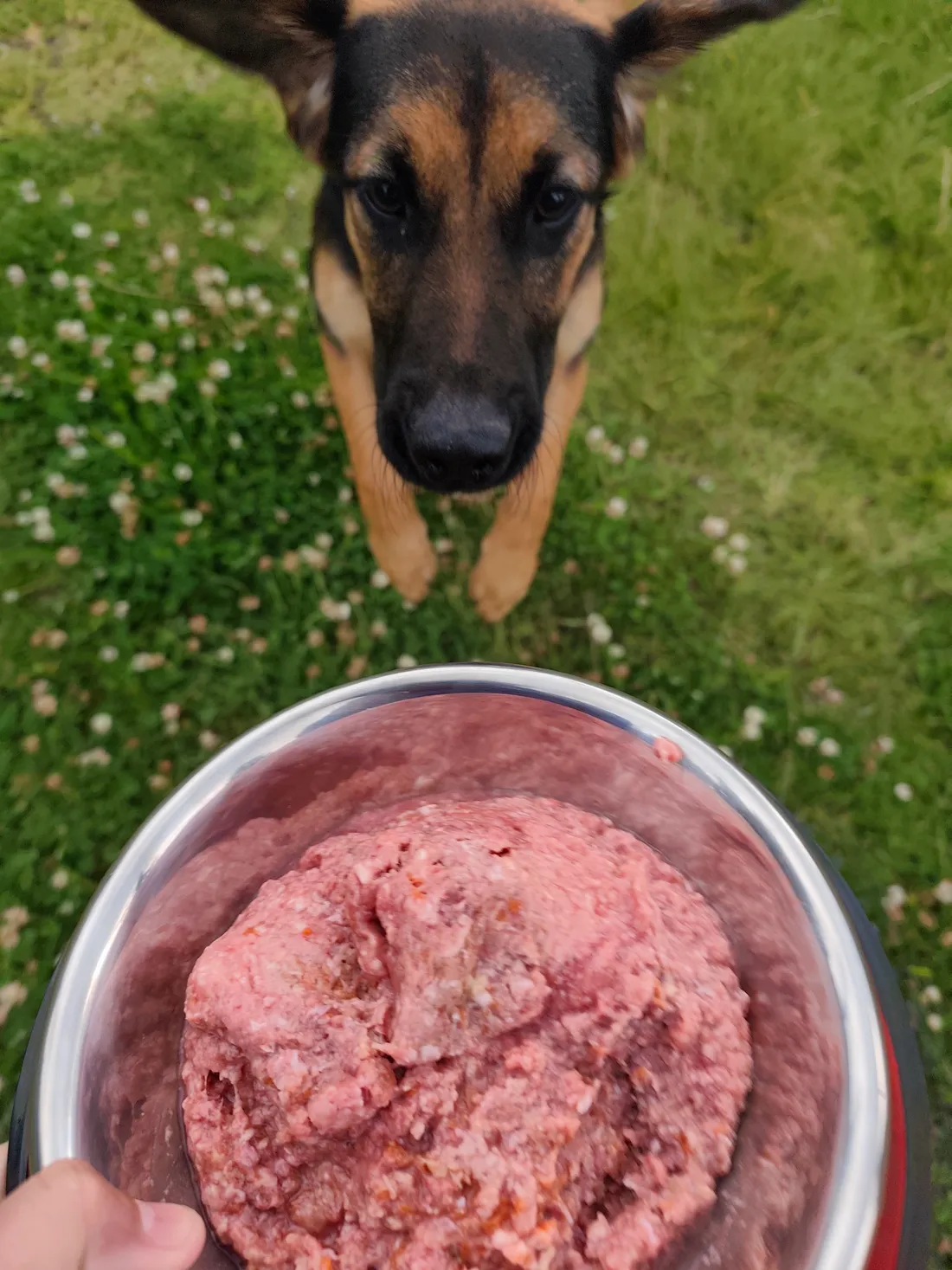 ¿Dónde venden comida natural para perros en Quito que llegue a tu casa?